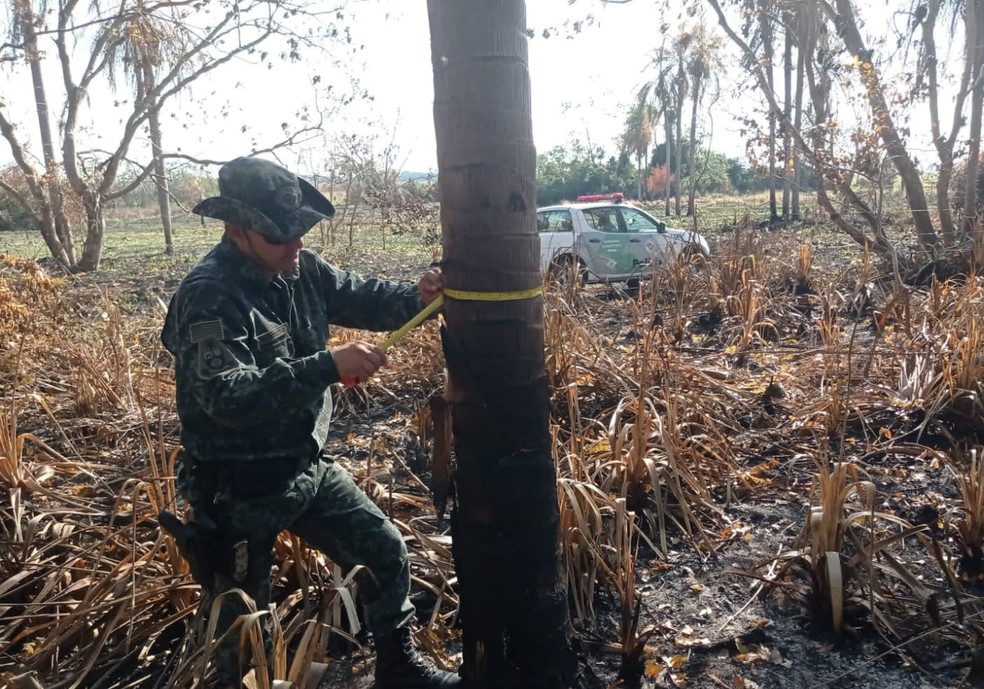 Idoso é autuado em R$ 8,8 mil por provocar incêndio ao atirar bituca de cigarro em vegetação, em Rosana (SP) — Foto: Polícia Ambiental