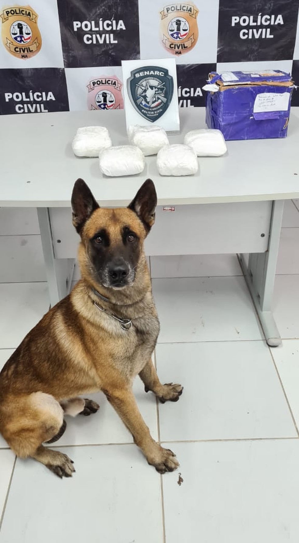 Com ajuda do cão farejador Viny, Polícia Civil descobre 6 kg de cocaína em pacote que chegou pelos Correios em São Luís (MA) — Foto: Divulgação/Polícia Civil