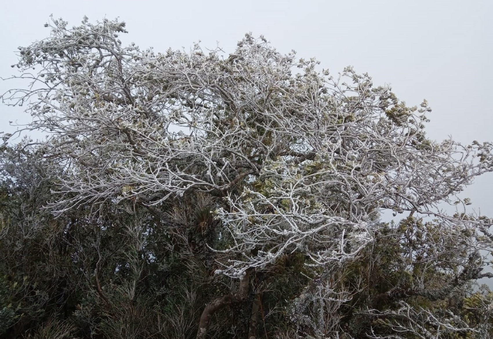 Sincelo: veja o fenômeno que ‘congelou’ galhos de árvores na manhã fria de Monte Verde   