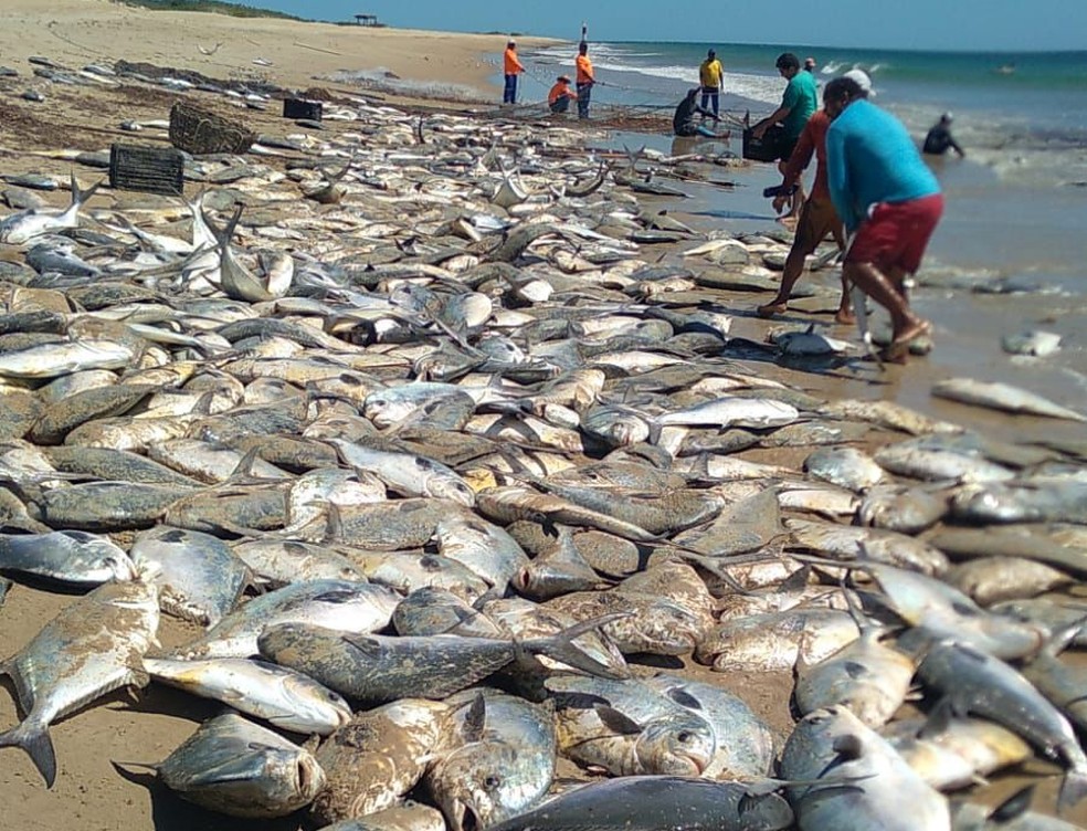 Pescadores relatam que época do ano é propícia para grandes capturas — Foto: Cedida