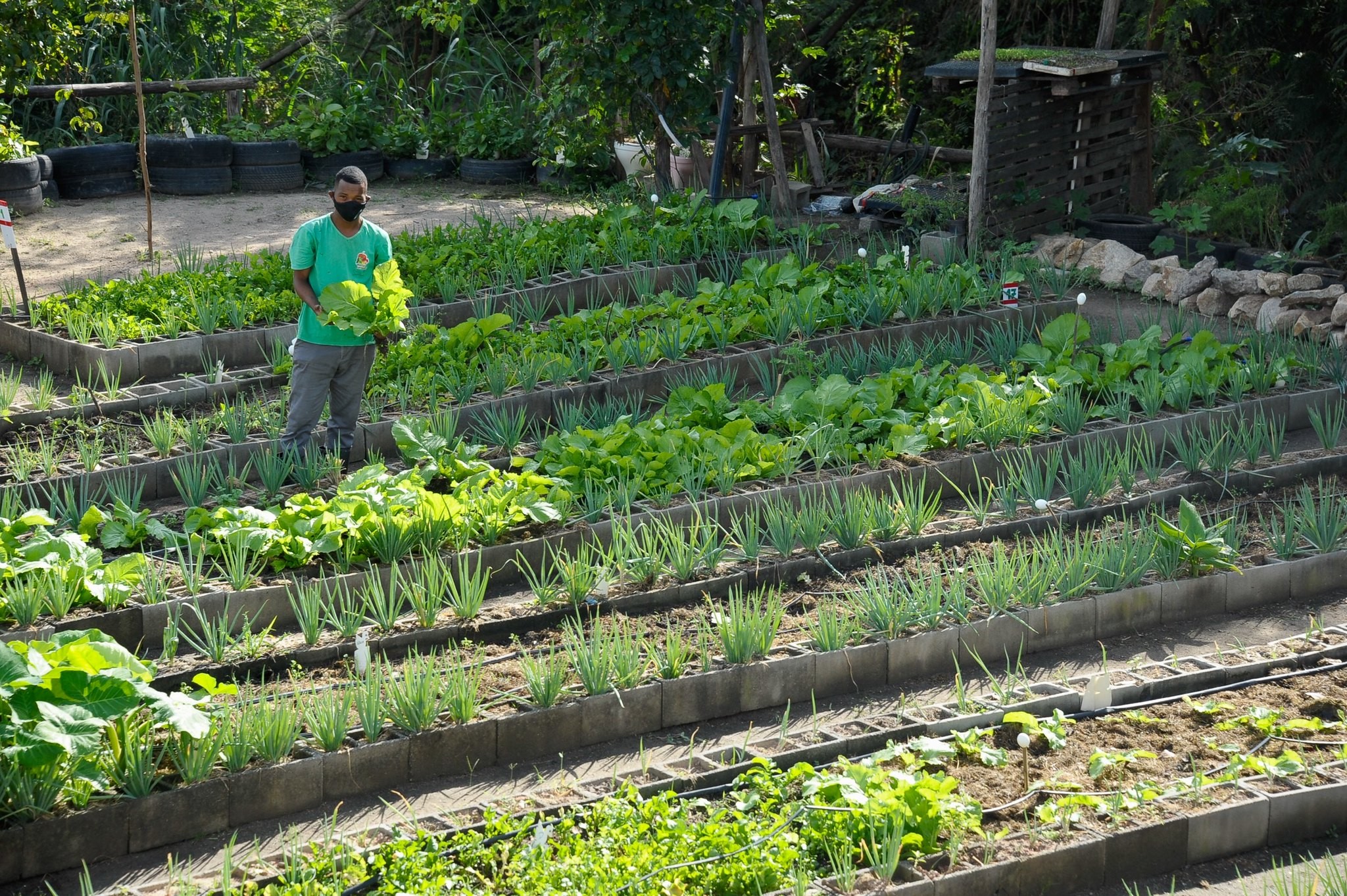 Horta urbana: produção de alimentos do quintal está perto de 1