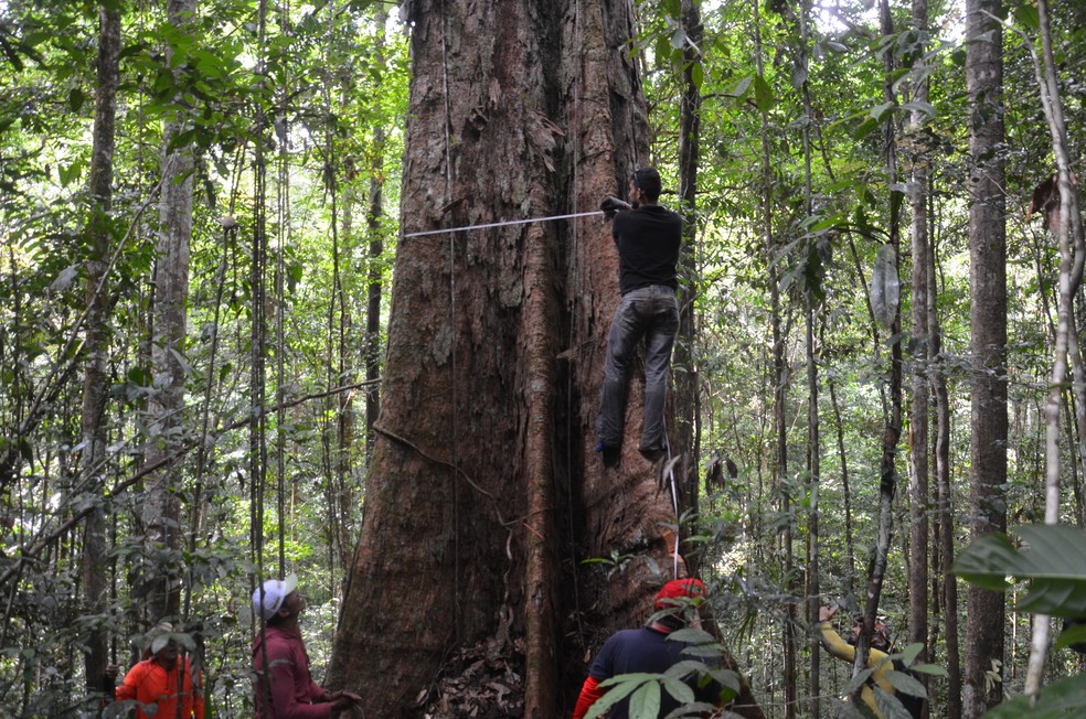 Pesquisadores catalogando as espécies de árvores gigantes — Foto: Rafael Aleixo/Governo do Amapá