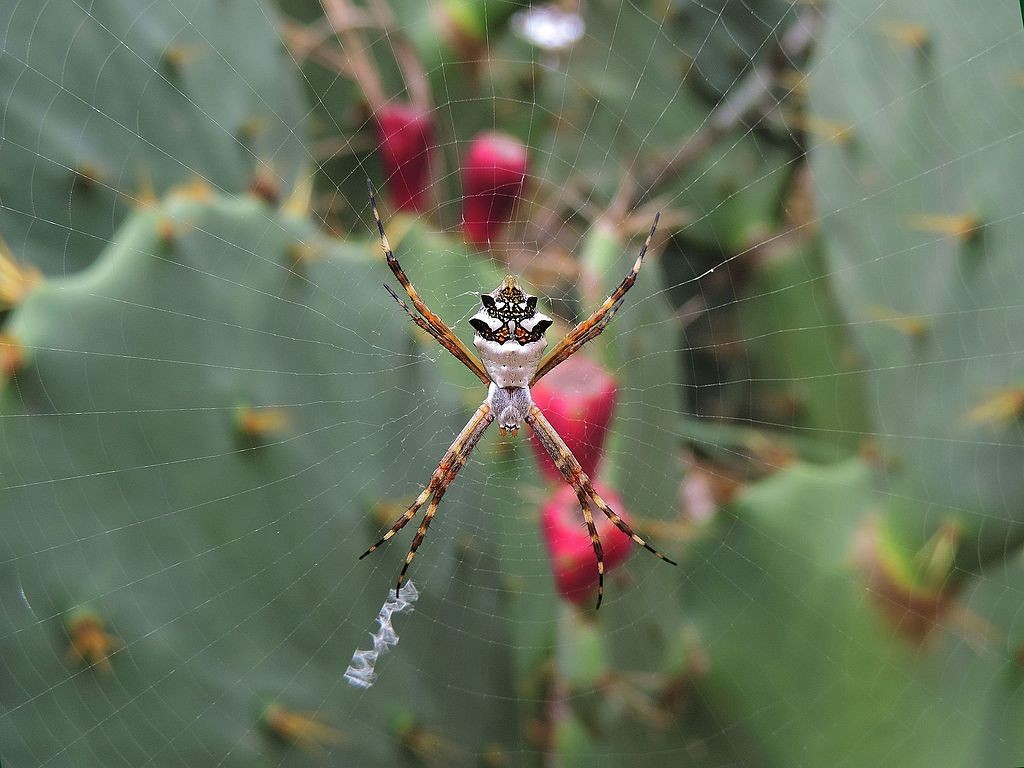  Aranha-prateada (Argiope argentata) é comum em jardins e são inofensivas (Foto: Miguel Relvas Ugalde / Wikimedia Commons / CreativeCommons)