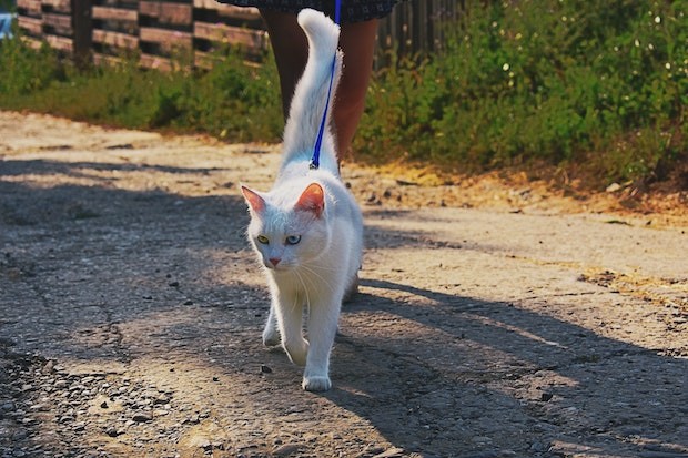Na Hungria, gatos são obrigados a usar guia e coleira (Foto: Dids / Pexels / Creative Commons)