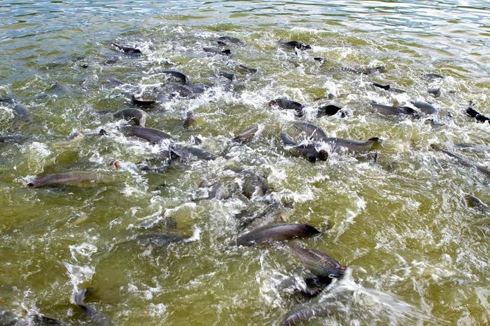 Rondônia é o primeiro na produção de Tambaqui e se destaca na Região Norte como o maior produtor de peixes em águas não salgadas do país.  — Foto: Decom/RO