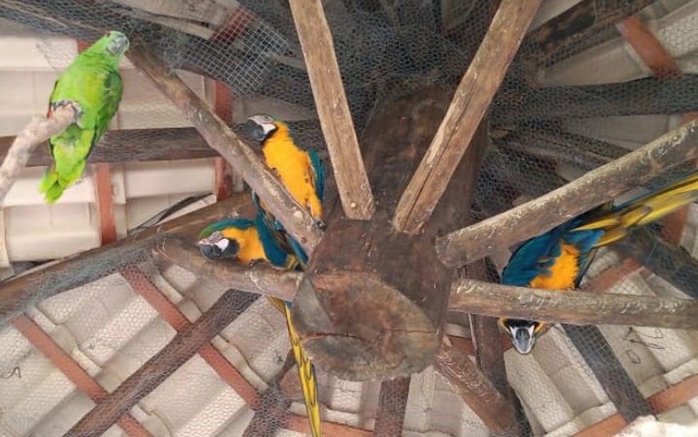 Araras ameaçadas de extinção são encontradas em sítio em Pedregulho (SP) — Foto: Polícia Ambiental/Divulgação