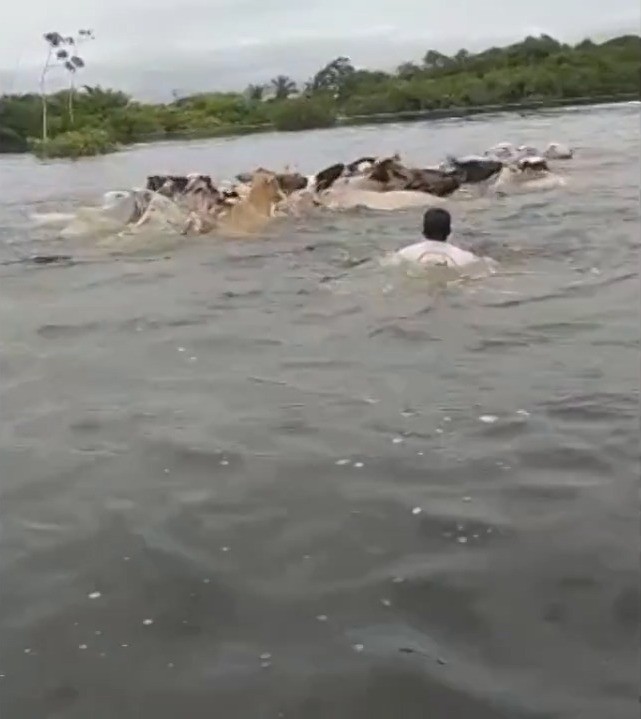 Gado levado pela enchente no norte do Tocantins (Foto: Reprodução/G1)