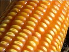 Em MS, agricultores seguram o milho à espera de preços melhores