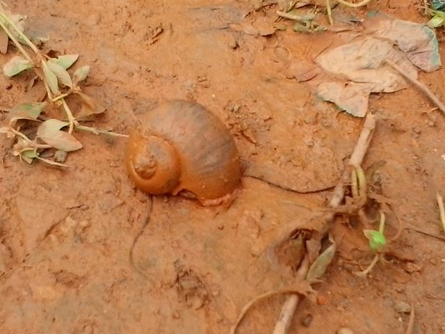 Caramujo de água doce – Biomphalaria straminea (Foto: Francisco8cross/ Wikimedia Commons/ CreativeCommons)