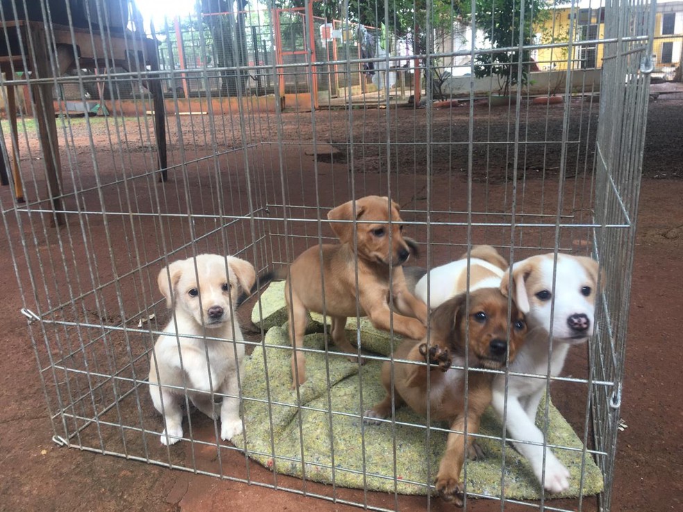 Por Conta Da Pandemia Da Covid 19 Cresce O Numero De Animais Abandonados Lotacao E Registrada Na Apa Em Uberlandia Vida Em Casa G1