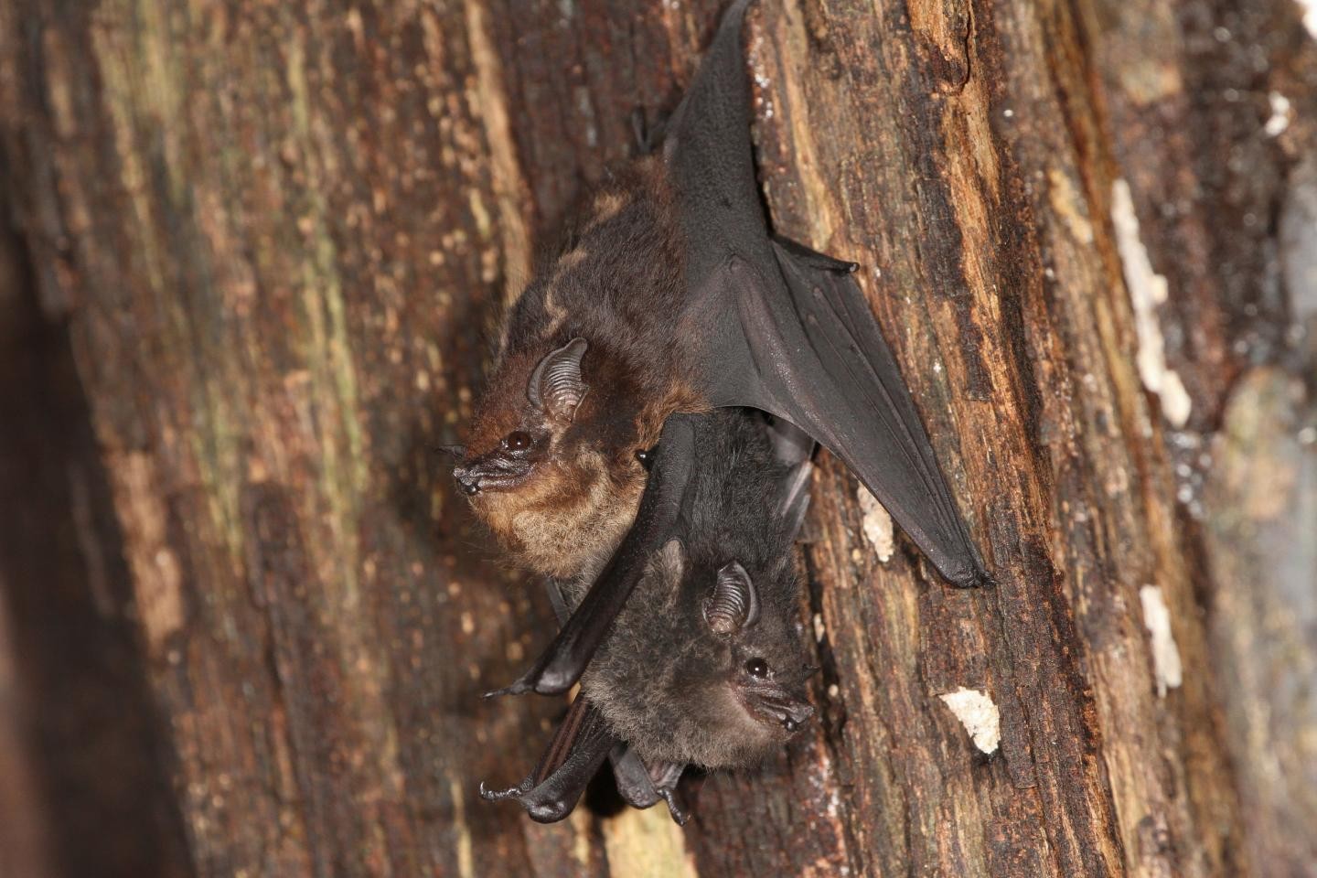 Mamães morcego usam voz de bebê para se comunicar com filhotes. Acima: filhote de Saccopteryx bilineata (pelagem escura) se segura à mamãe (pelagem mais clara) (Foto: Michael Stifter)