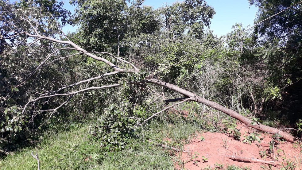 Imagens de satélite indicaram a derrubada de árvores em fazenda em Caiuá — Foto: Polícia Militar Ambiental