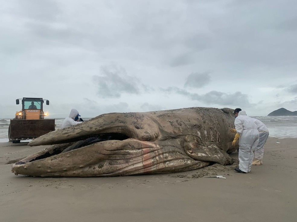 Baleia jubarte de 11 metros é encontrada morta e encalhada em praia no litoral de SP — Foto: Ana Marina Fernandes/Divulgação Instituto Gremar