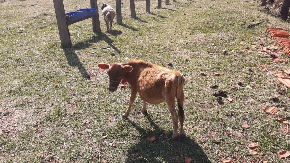 Min vaca com 65 centímetros de altura faz sucesso em Itupeva (SP) — Foto: Arquivo pessoal