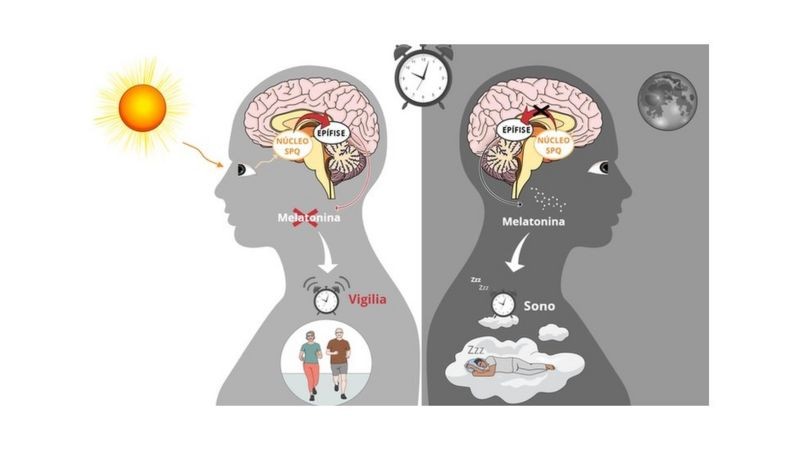 A regulação do sono em humanos. Esquerda: a luz é capturada pela retina. O sinal de luz é transmitido pelo cérebro e impede a liberação de melatonina pela epífise. À direita: à noite, a ausência de luz estimula a produção do hormônio do sono. (Gráfico feito via Mindthegraph.com) (Foto: via BBC)