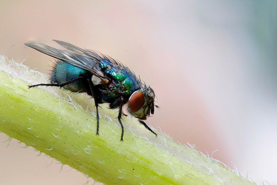 Estima-se que as moscas abriguem cerca de 130 patógenos, incluindo fungos, vírus, parasitas e bactérias