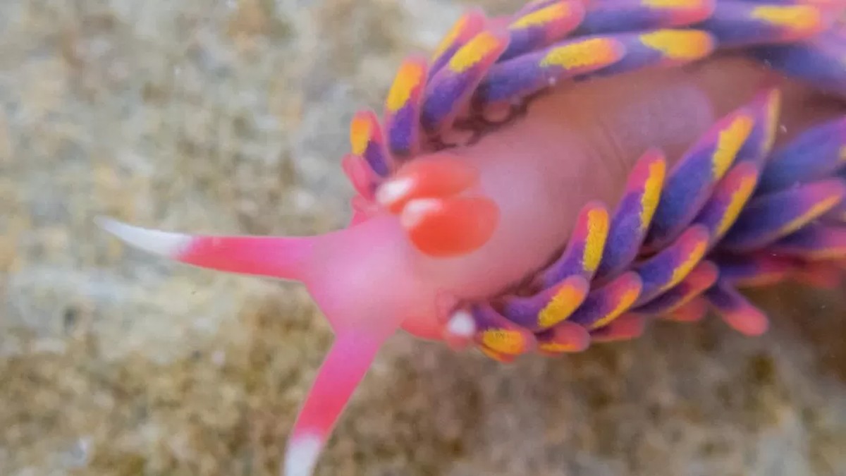 “Rainbow Slug” found in unusual habitat in England;  See photos  Biodiversity