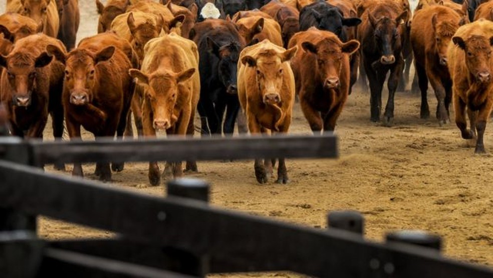É estimado que o gado bovino necessite 28 vezes mais terra e 11 vezes mais irrigação que a criação de suínos e aves — Foto: PAULO HOEPER/GETTY IMAGES
