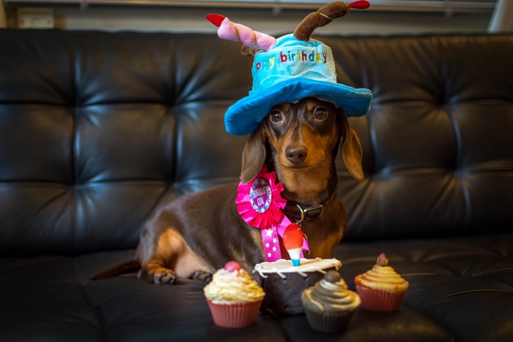 Como fazer uma festa de aniversário para cachorro: tudo o que você precisa saber! (Foto: Getty Images)