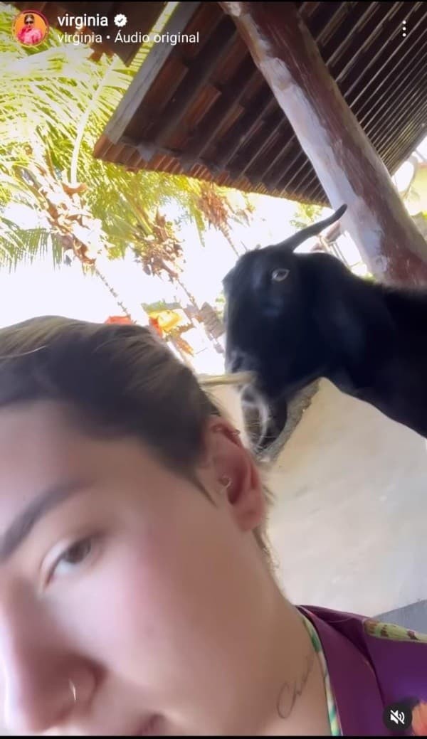 Print do vídeo instantes antes de a cabra atacar Virginia Fonseca (Foto: Reprodução Instagram)