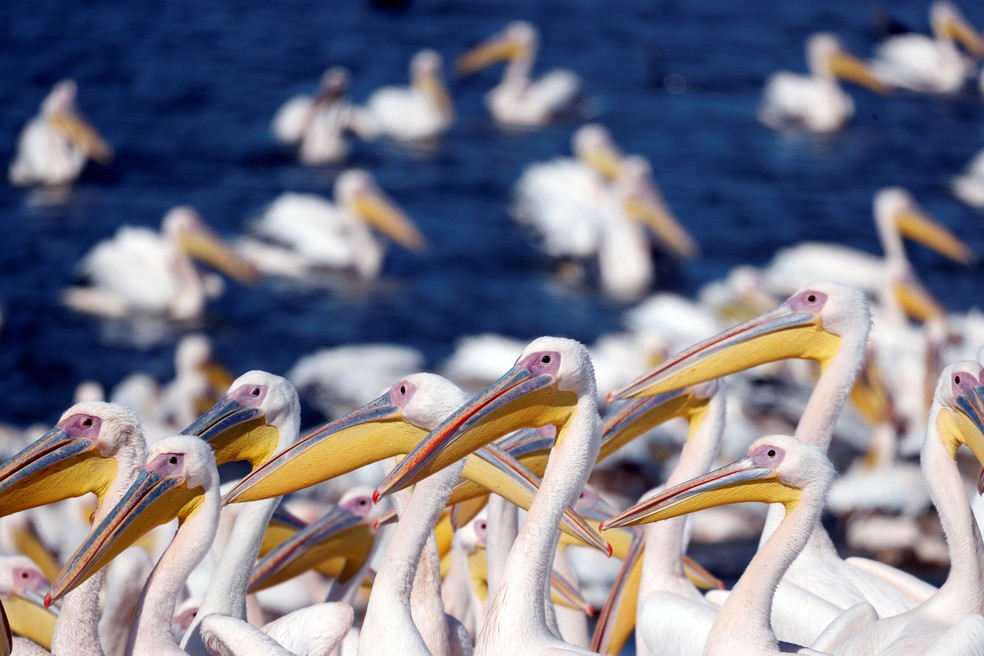 Pelicanos param em Israel durante rota de imigração, em 8 de novembro de 2021 — Foto: Amir Cohen/Reuters