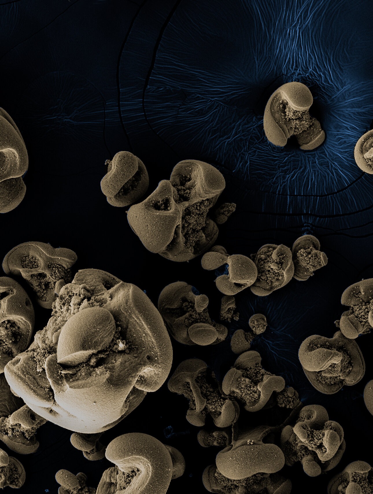 Nódulos de óxido de manganês gerados pelas bactérias descobertas pela equipe Caltech. Os nódulos geralmente têm cerca de 0,1 a 0,5 milímetros de diâmetro. As imagens estão digitalizando micrografias eletrônicas com colorização falsa. (Foto: Hang Yu / Caltech)