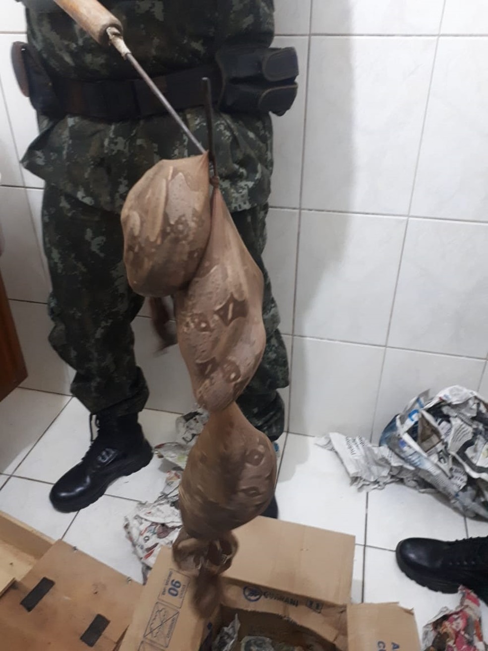 Encomenda tinha seis cobras — Foto: Polícia Militar/ Divulgação