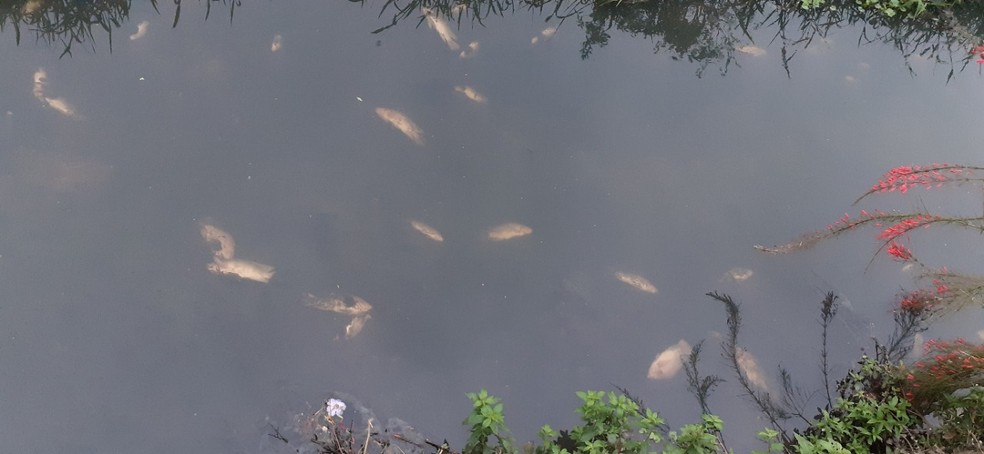 20 peixes são encontrados mortos no córrego do Turi em Jacareí — Foto: Eberval Victoriano de Souza / Vanguarda Repórter