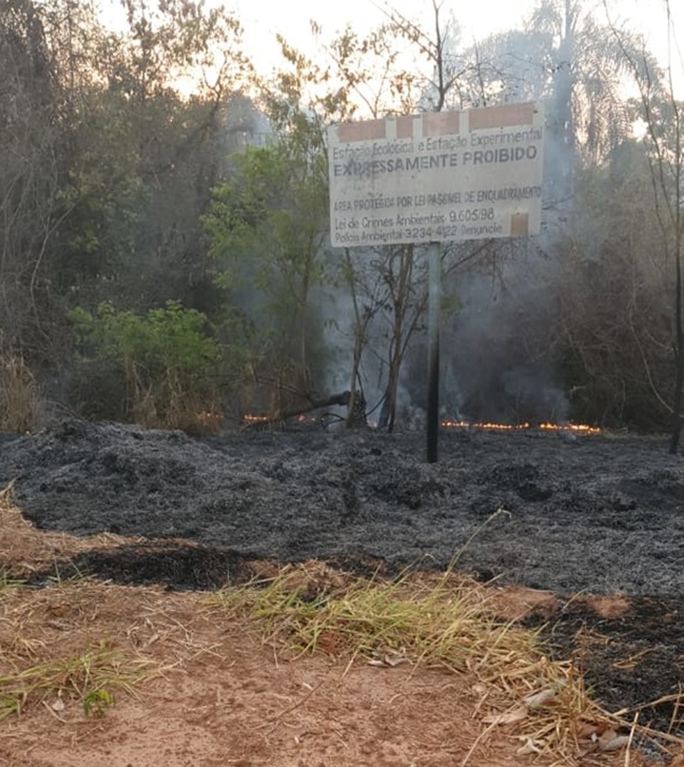 Incêndio na área do antigo IPA em Rio Preto — Foto: Monize Poiani/TV TEM