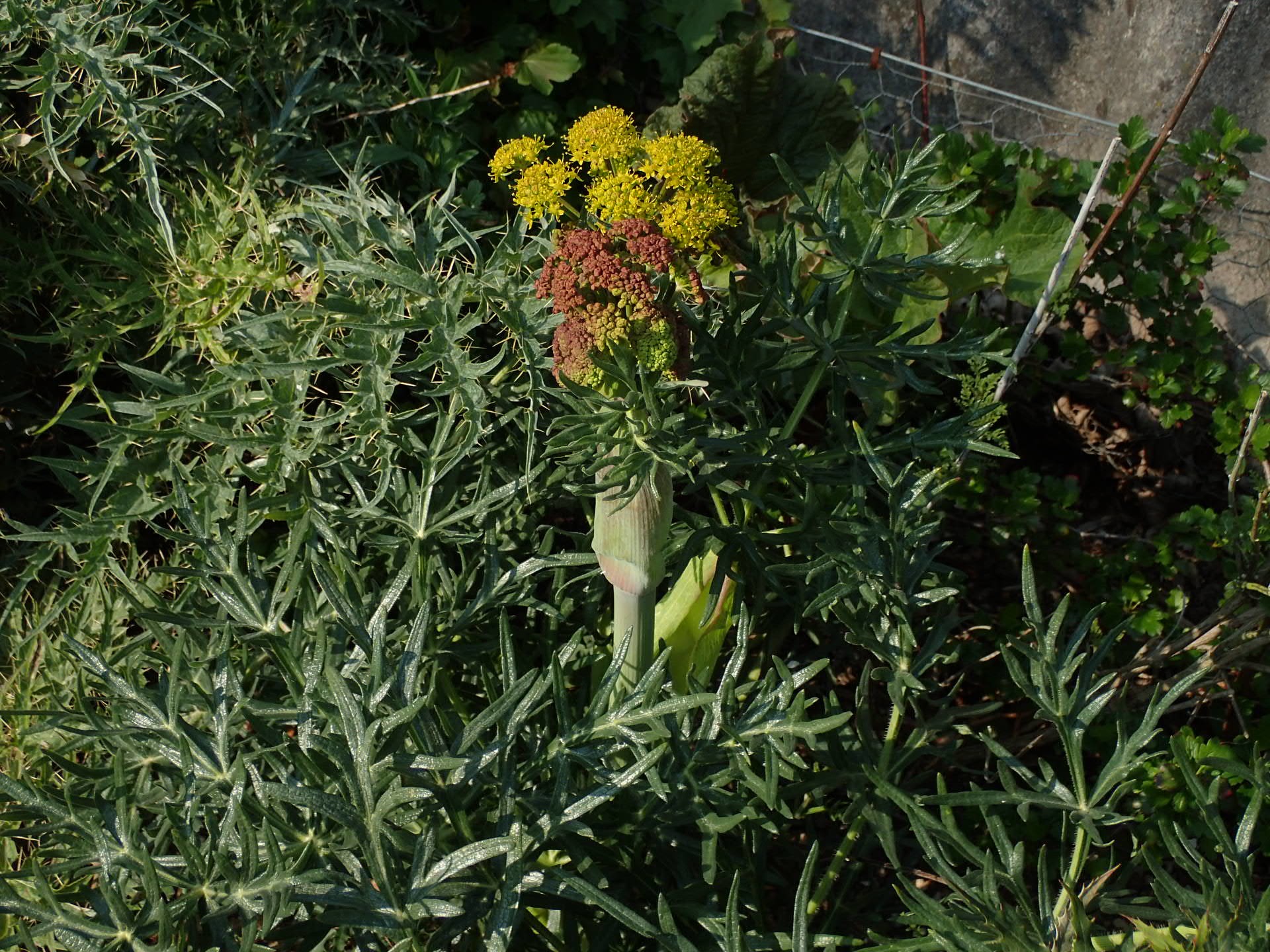 Thapsia garganica é uma planta do gênero Thapsia e pode chegar até 1,5 metros de altura  (Foto: Foto: (Flickr / Peganum / CreativeCommons))