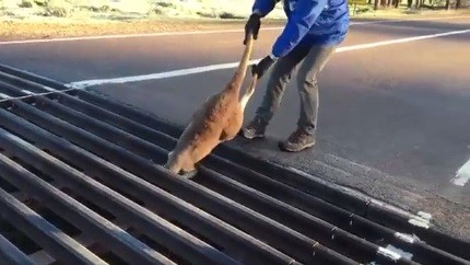 Canguru é salvo na Austrália