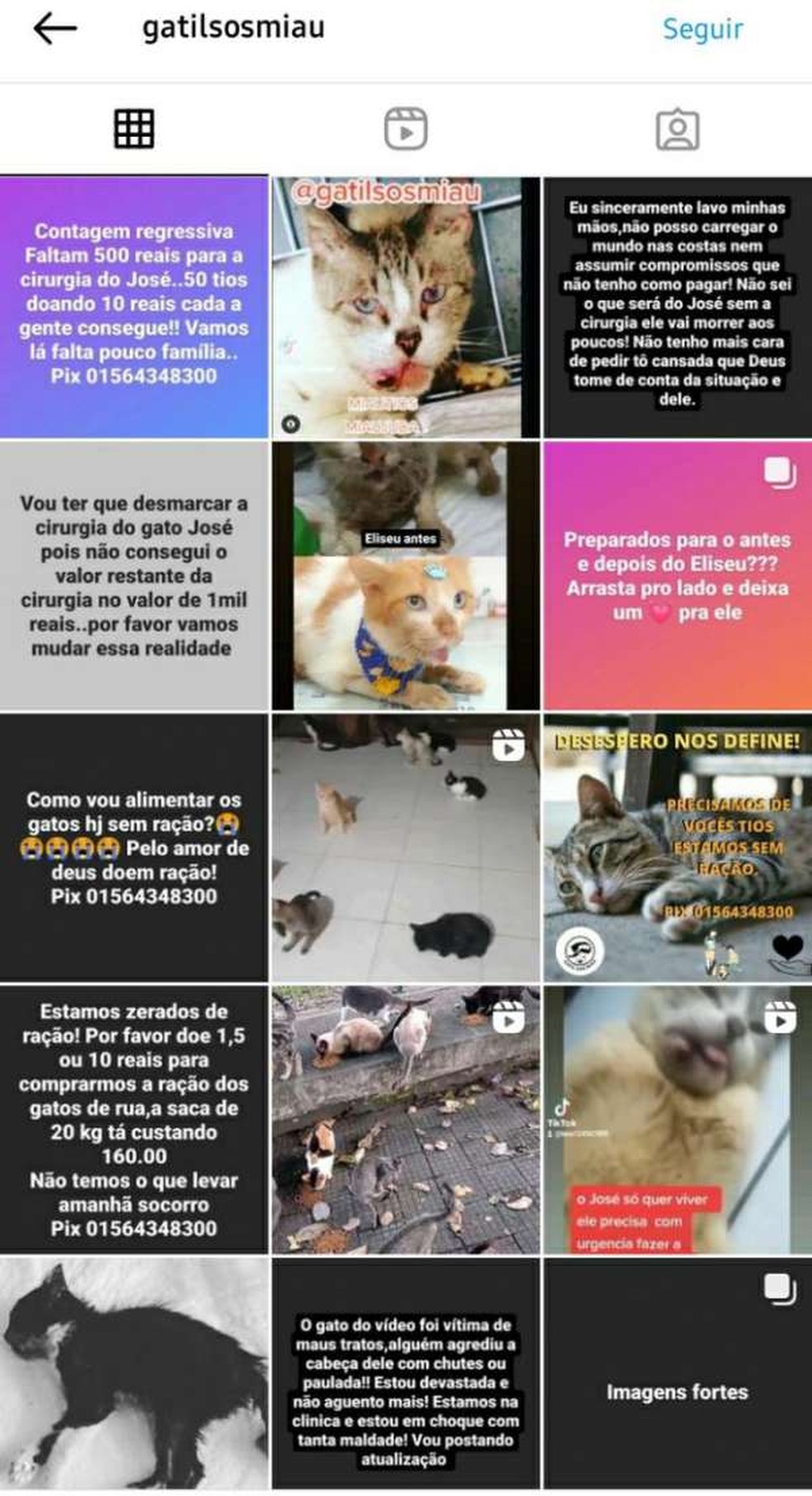 Perfil mostrava animais abandonados alegando que cuidaria deles, em Fortaleza. — Foto: Instagram/Reprodução