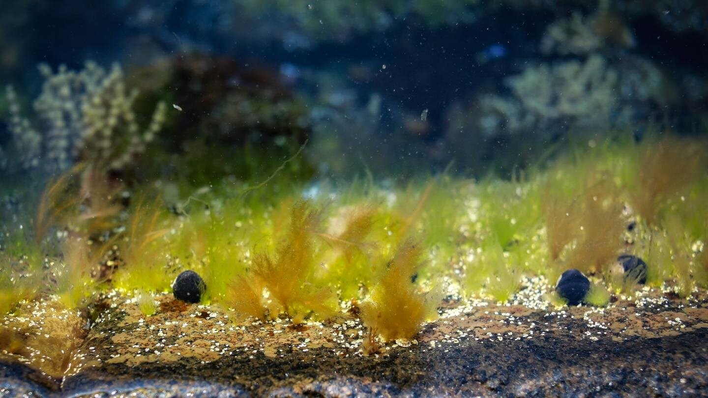 Evidências mais antigas seriam, na verdade, de algas (Foto: Ilya Bobrovskiy)