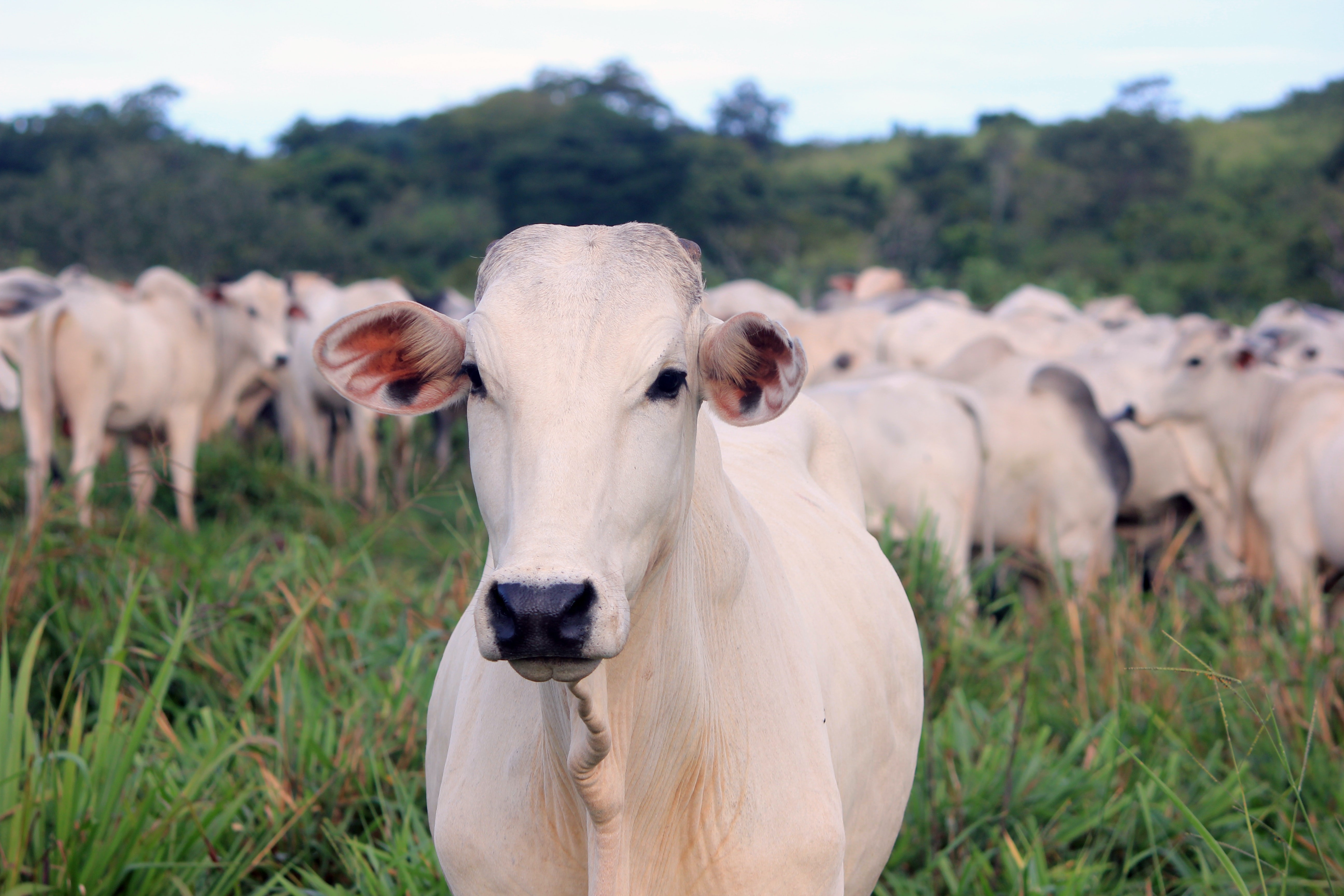 Suspeita de vaca louca em Minas afeta mercado da carne no país thumbnail