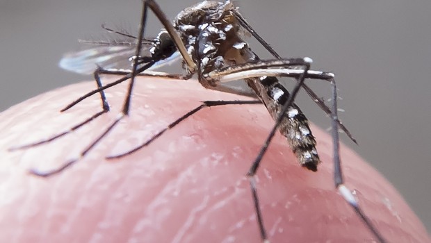 Aedes aegypti, o mosquito da dengue (Foto: Rafael Neddermeyer/ Fotos Públicas)