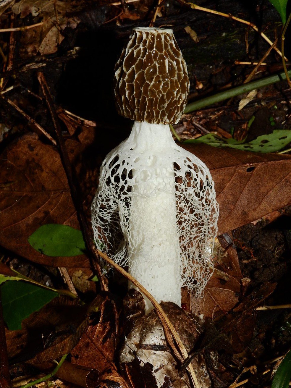 Phallus Indusiatus é uma das novas espécies catalogadas pelos pesquisadores  — Foto: Arquivo pessoal