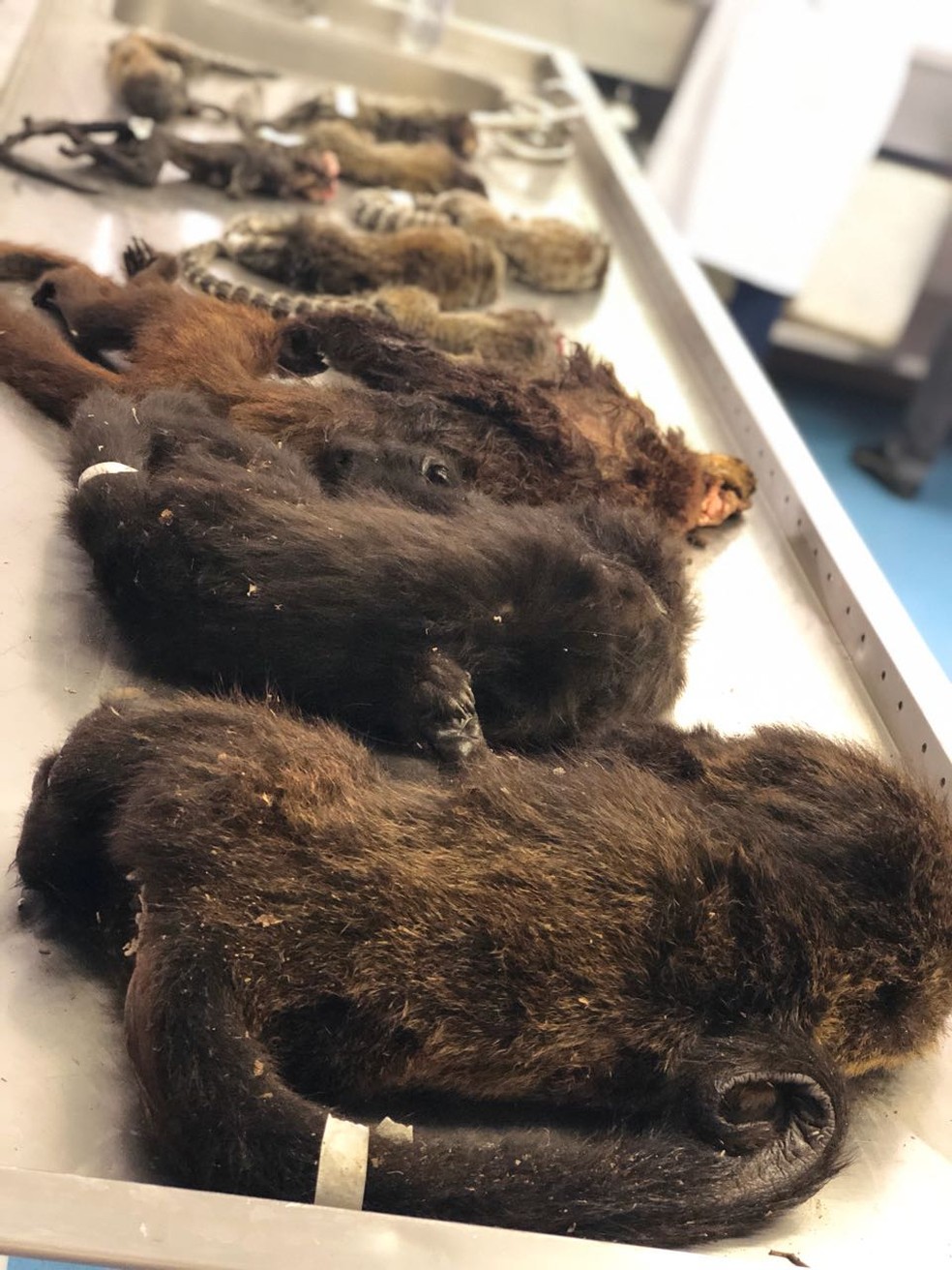 Cerca de 42% dos macacos mortos no Rio foram executados (Foto: Vigilância Sanitária e Controle de Zoonoses do Rio)