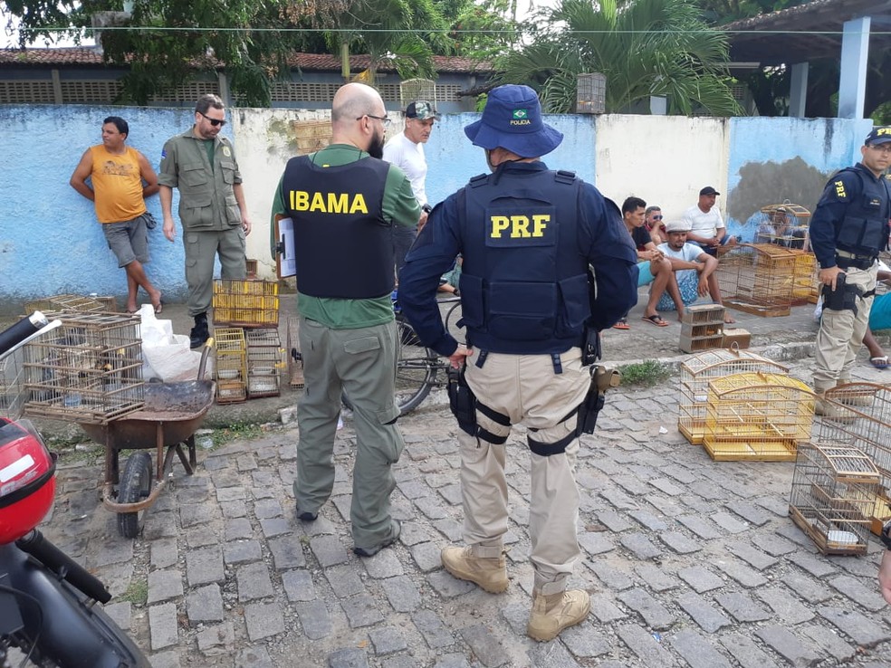 OperaÃ§Ã£o conjunta do Ibama e da PRF apreende aves e prende suspeitos de trÃ¡fico de animais silvestres na Grande Natal.  â€” Foto: DivulgaÃ§Ã£o/PRF
