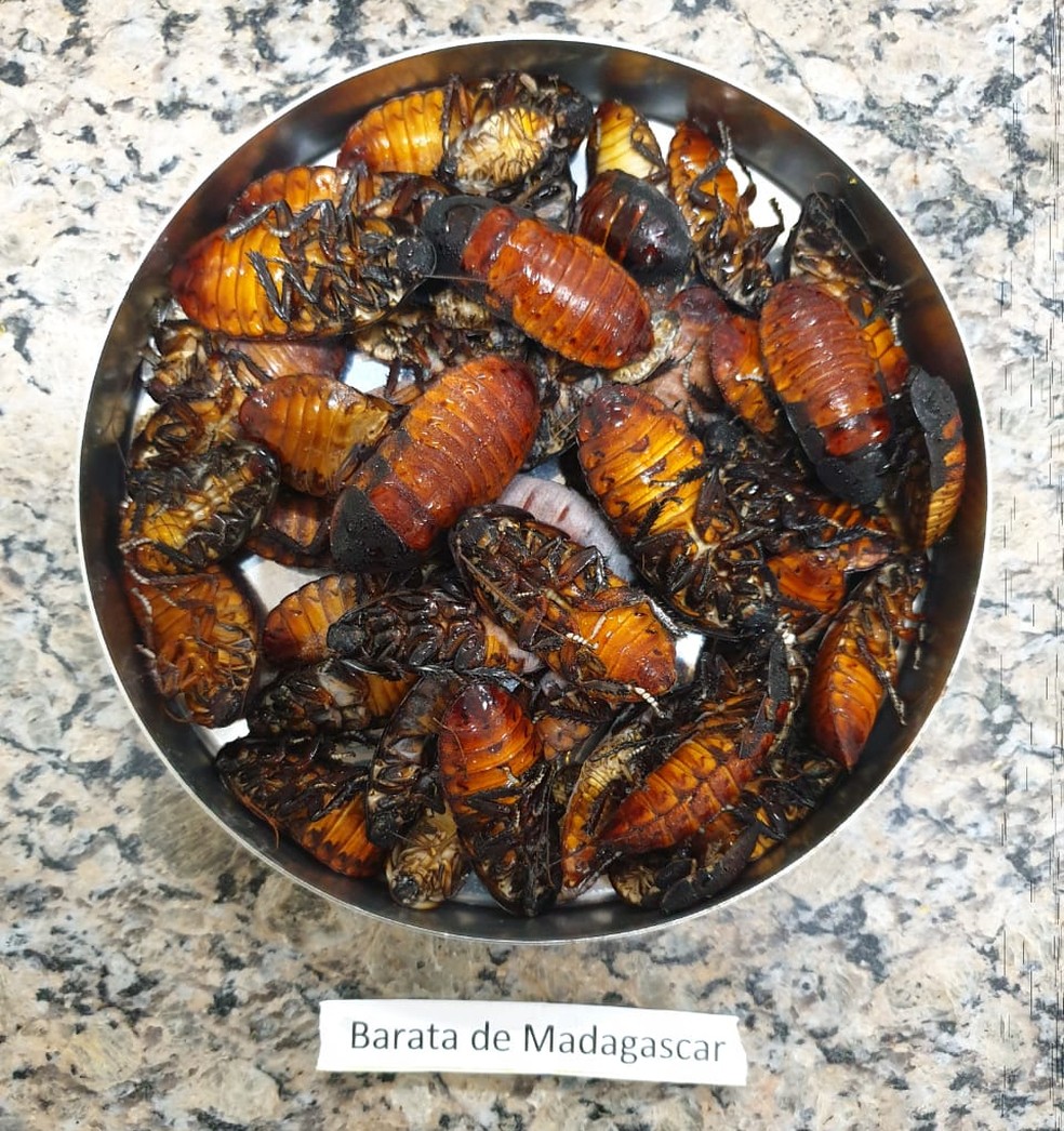Pesquisa Indica Farinha De Besouro E Barata Para Alimentar Peixes Na Amazonia Amazonia G1
