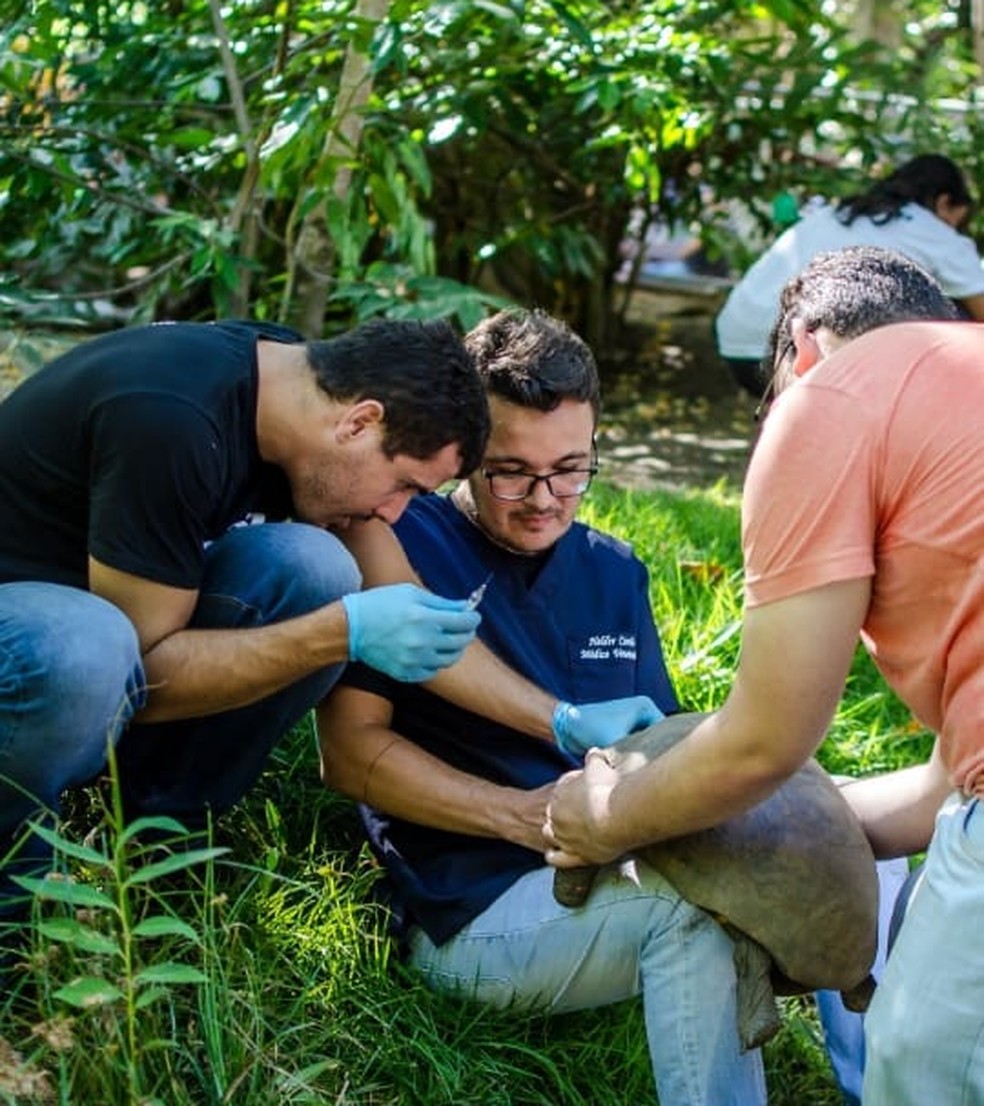 Experimento sobre hematologia de Jabutis em parceria com o Parque Arruda Câmara, em João Pessoa — Foto: Lucas Oliveira/Arquivo Pessoal