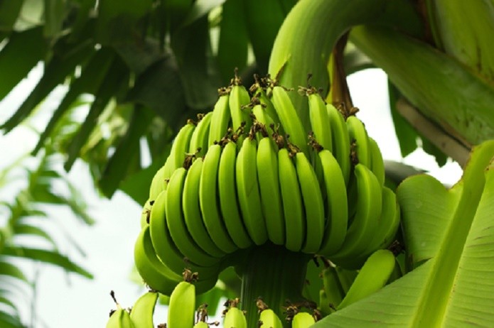 Resultado de imagem para banana e mandioquinha na natureza