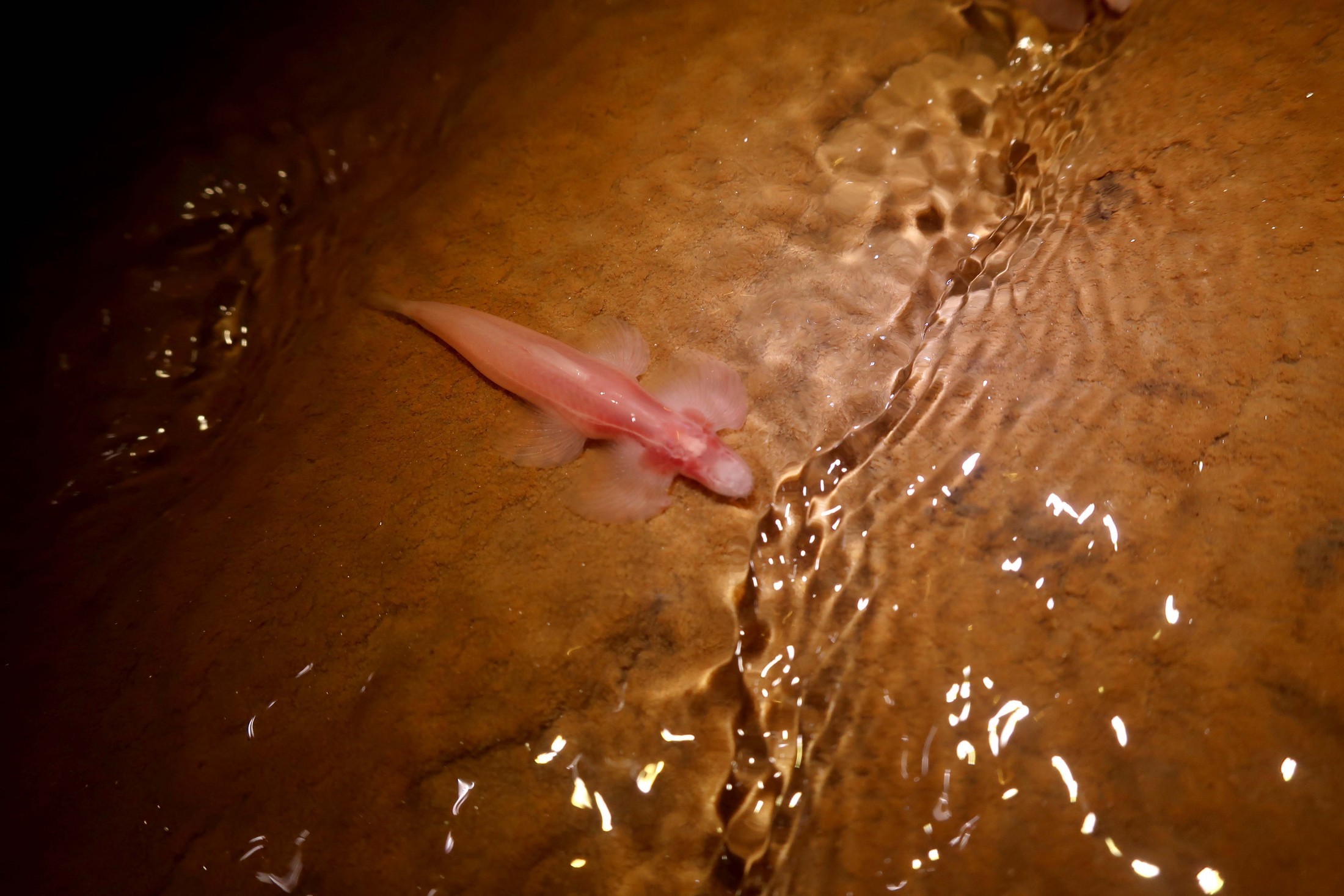 Cryptotora thamicola, primeira espécie de peixe identificada com a capacidade de andar (Foto: ZACHARY RANDALL/FLORIDA MUSEUM)