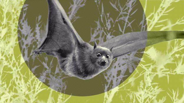 Morcegos polinizam mais de 500 espécies de plantas (Foto: Getty Images/BBC)