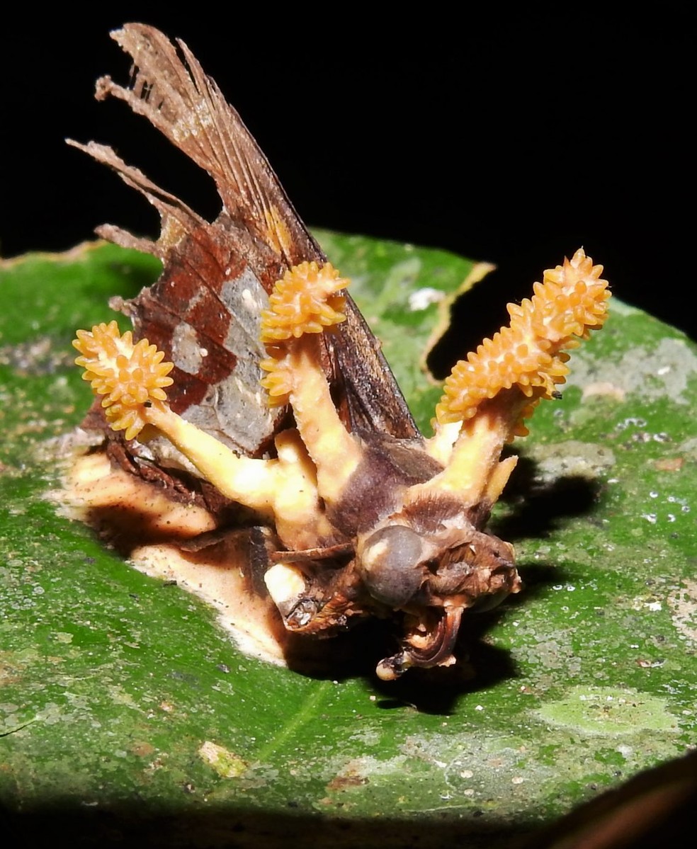 Espécie de fungo Akanthomyces Tuberculata ainda não tinha sido encontrada no Acre — Foto: Arquivo pessoal
