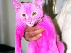 Gato pintado de rosa é flagrado à venda em mercado no Bahrein