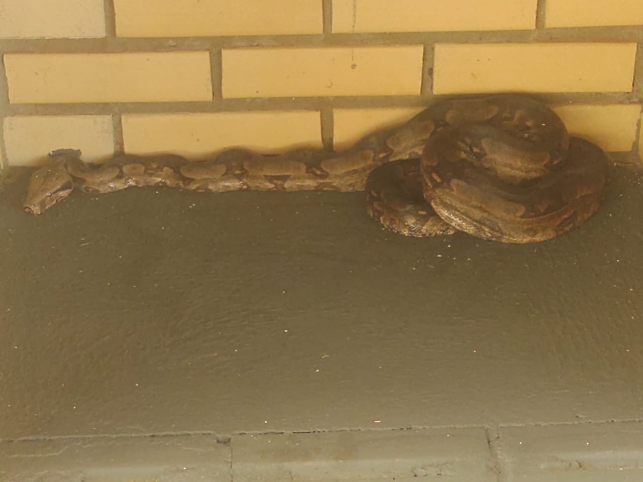 VÍDEO: Jiboia de quase dois metros é encontrada dentro de churrasqueira, no noroeste do Paraná