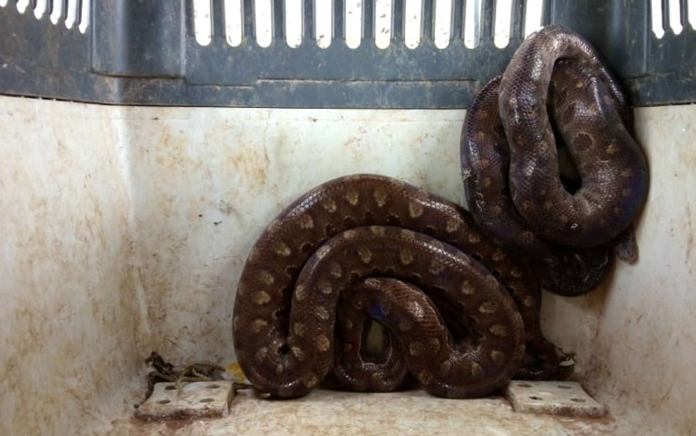 Cobras resgatadas em chácara próxima a Samambaia, no Distrito Federal — Foto: Polícia Militar/Divulgação