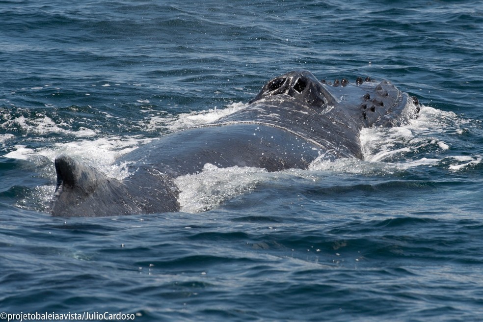 Região do dorso e do nariz da baleia-jubarte vista em ilhabela (SP) — Foto: Júlio Cardoso/Projeto Baleia a Vista