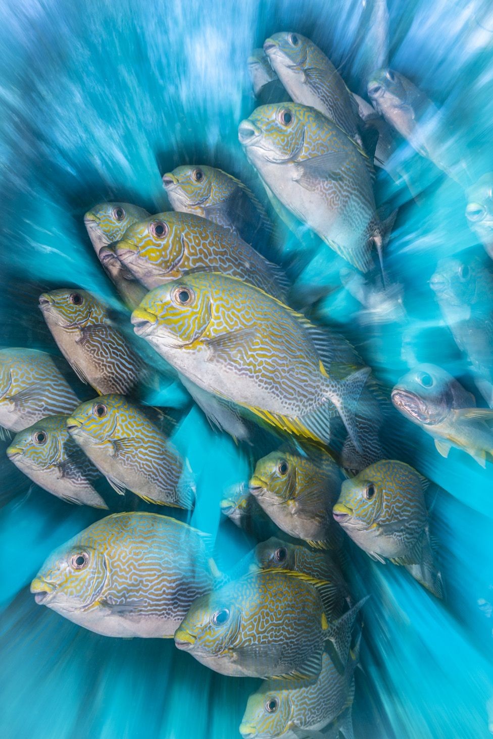 BBC - O inglês Nick More ganhou a categoria para a fotógrafos britânicos com uma imagem de peixes Siganus, feita na Indonésia (Foto: Nick More via BBC)