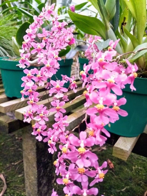 Mini orquídeas: cinco espécies que florescem no inverno para ter em casa (Foto: Divulgação)
